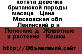 котята девочки британской породы 3 месяца › Цена ­ 1 - Московская обл., Ленинский р-н, Лопатино д. Животные и растения » Кошки   